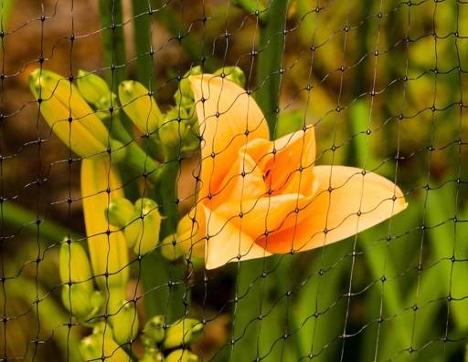 Netting over orange flower